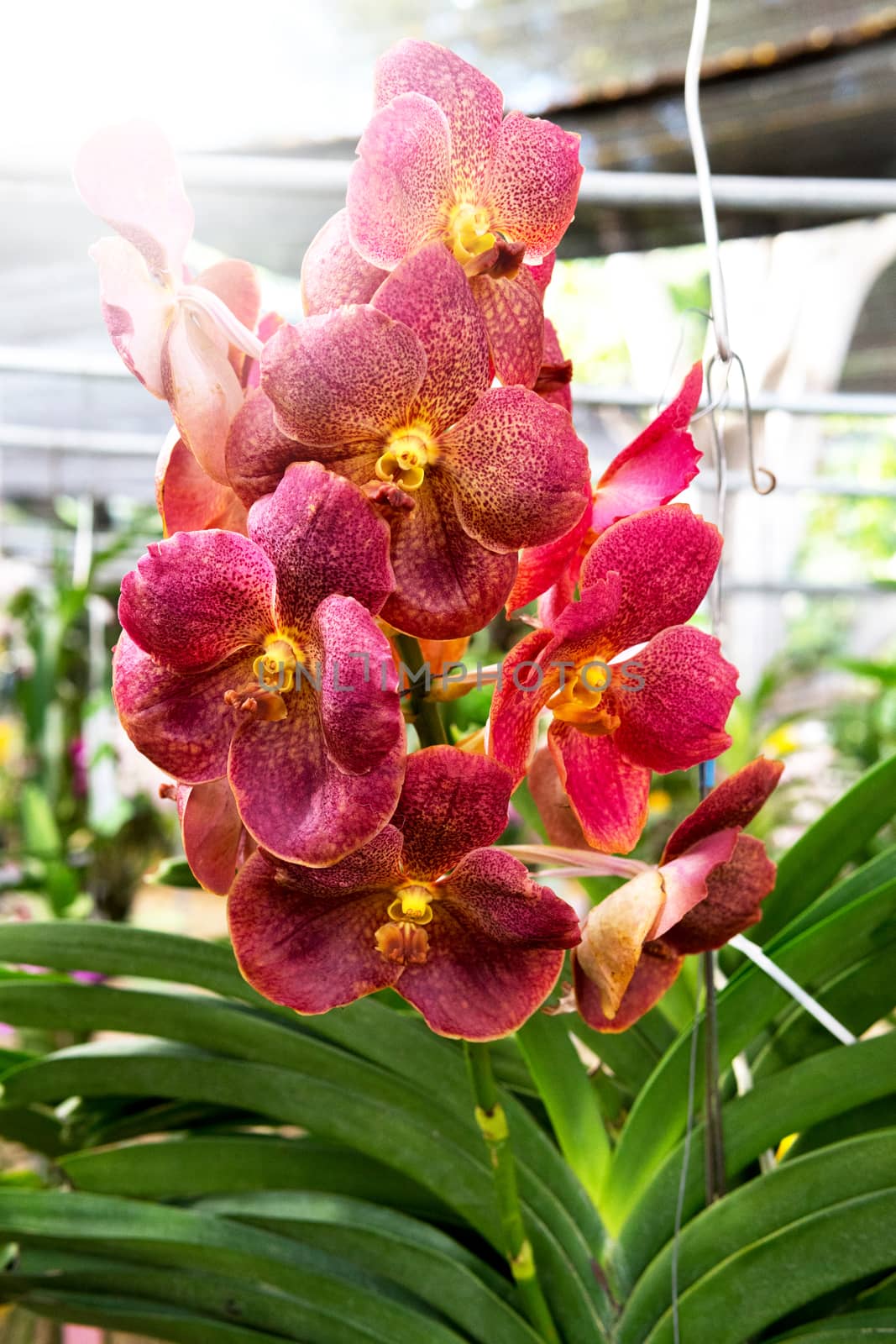 red vandas orchid in the garden