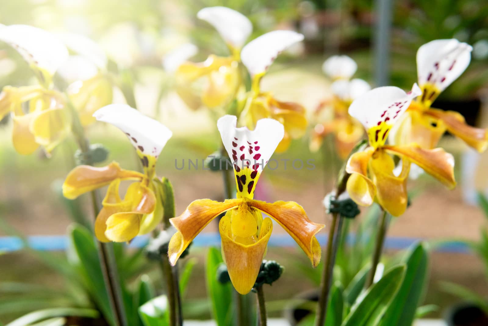 Paphiopedilum villosum orchid by somesense