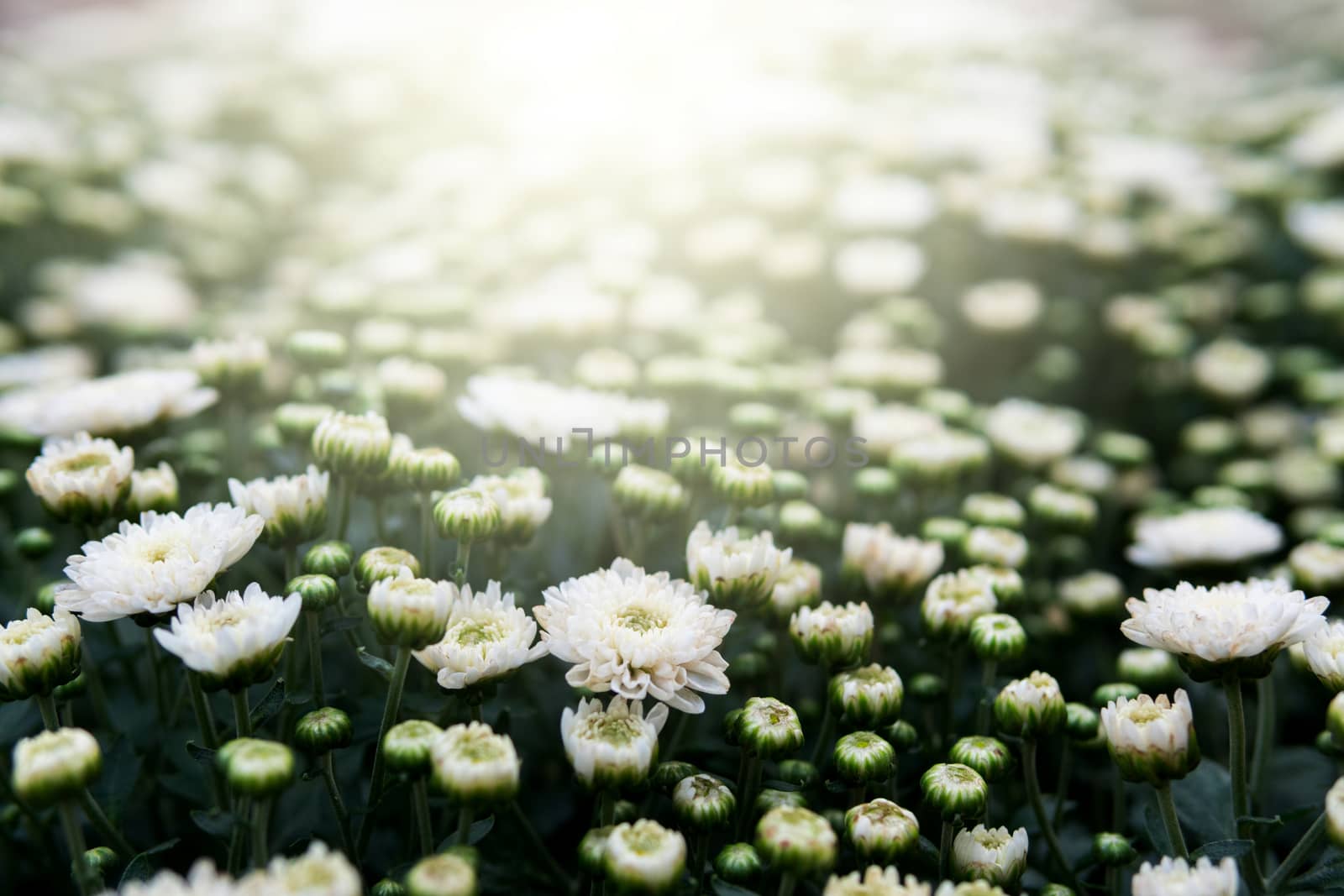 White chrysanthemum by somesense