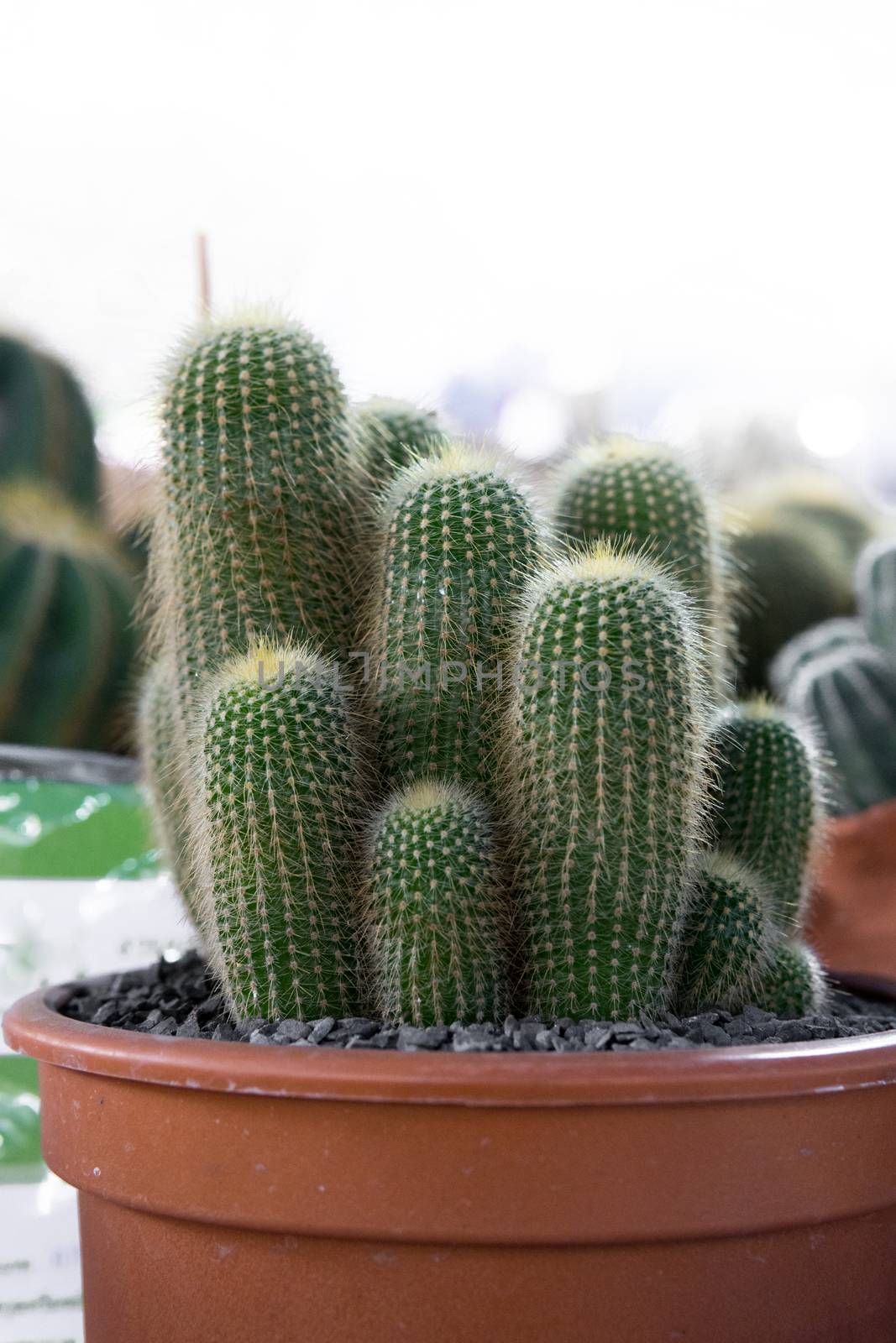 group of cactus in the pot