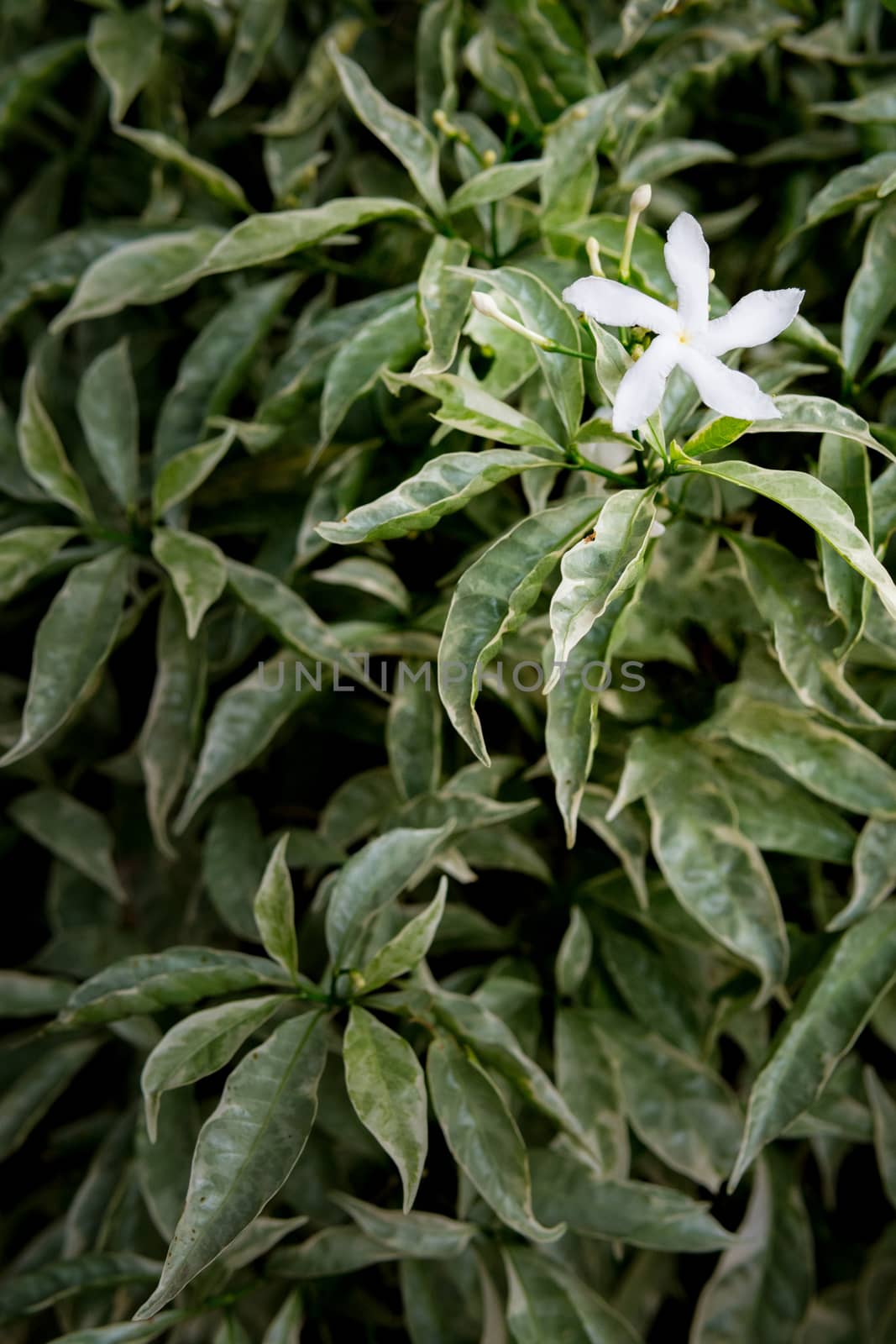 five lobe white flower by somesense