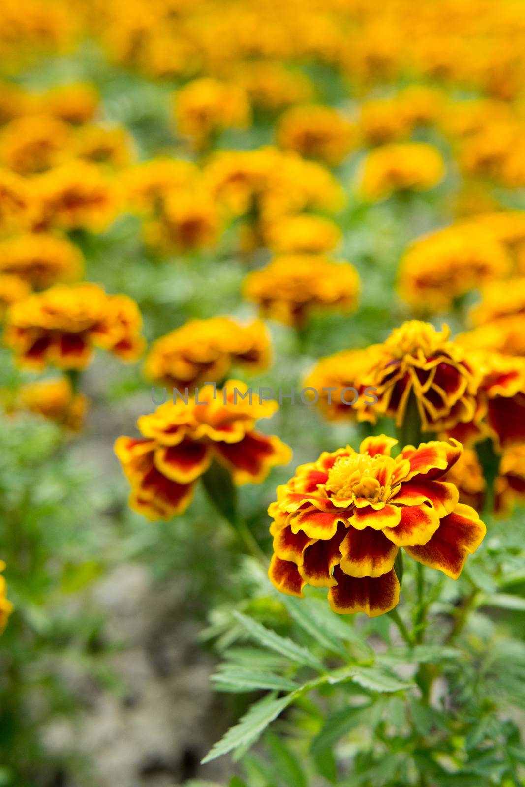 close up Marigold in the garden