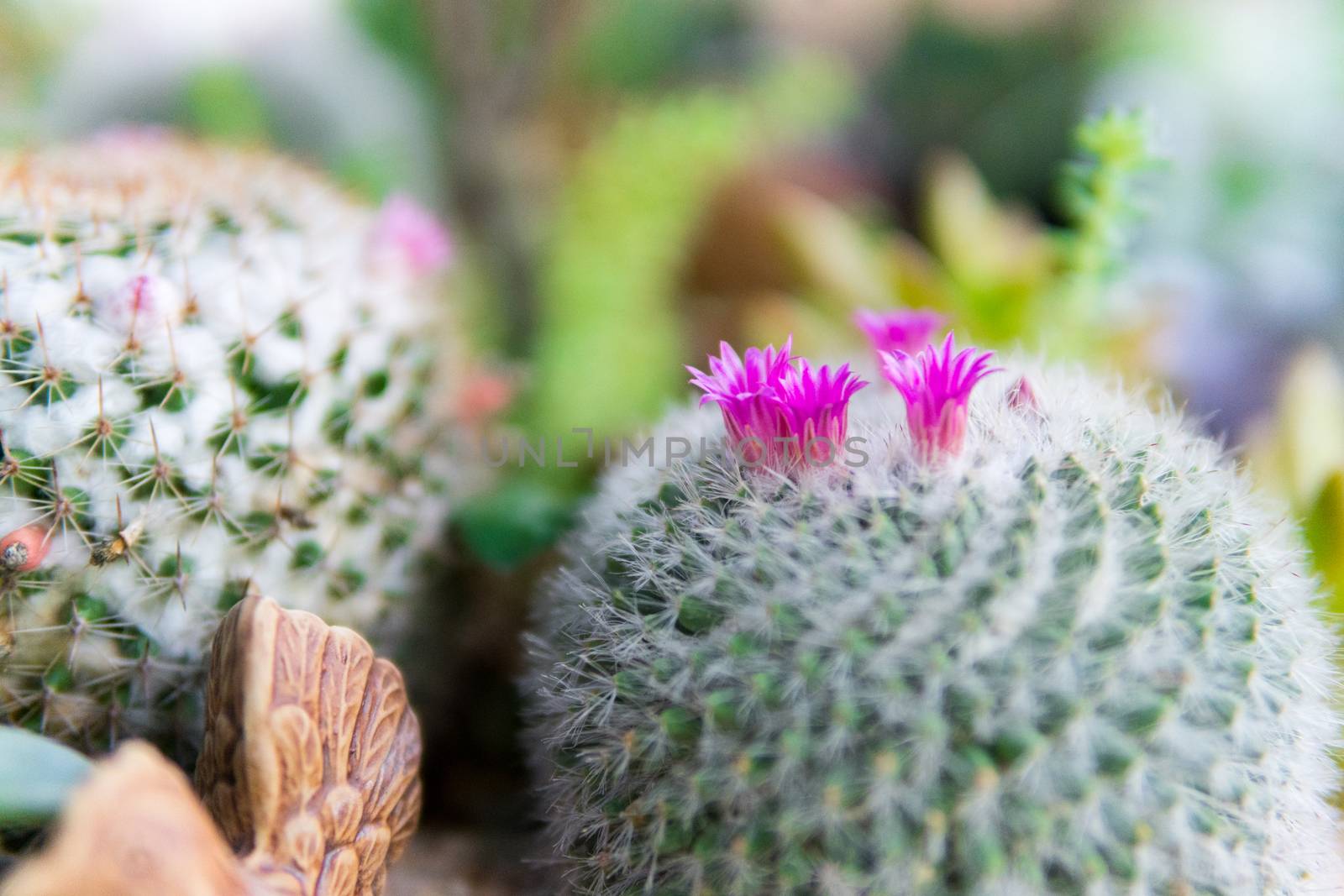 flower of cactus in the pot