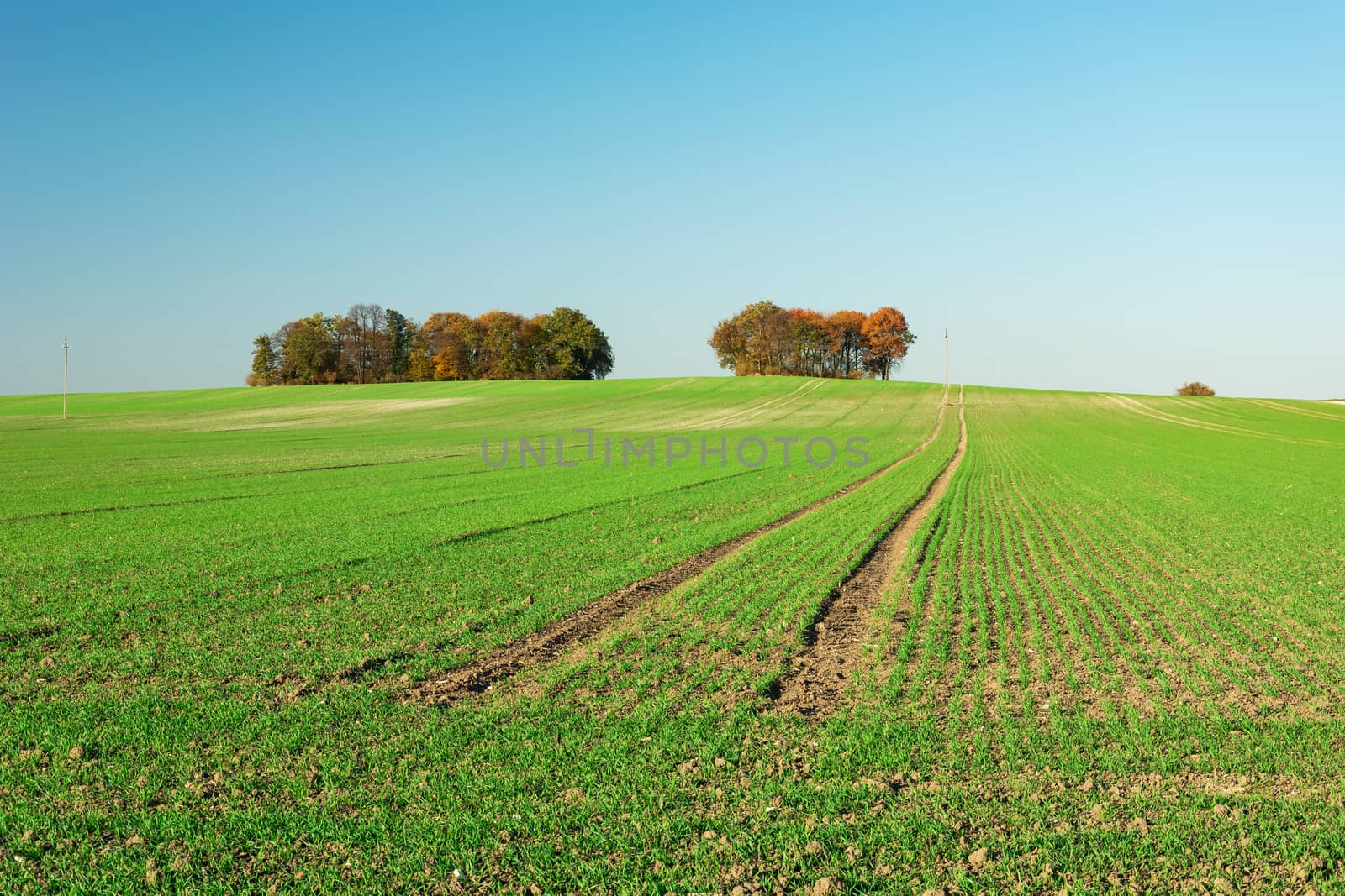 Huge green field and autumn trees to the horizon by darekb22