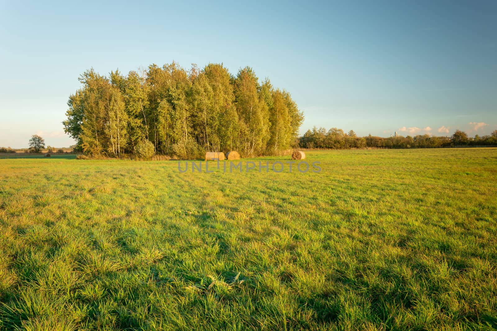Green meadow and a group of trees, clear sky, sunny October day
