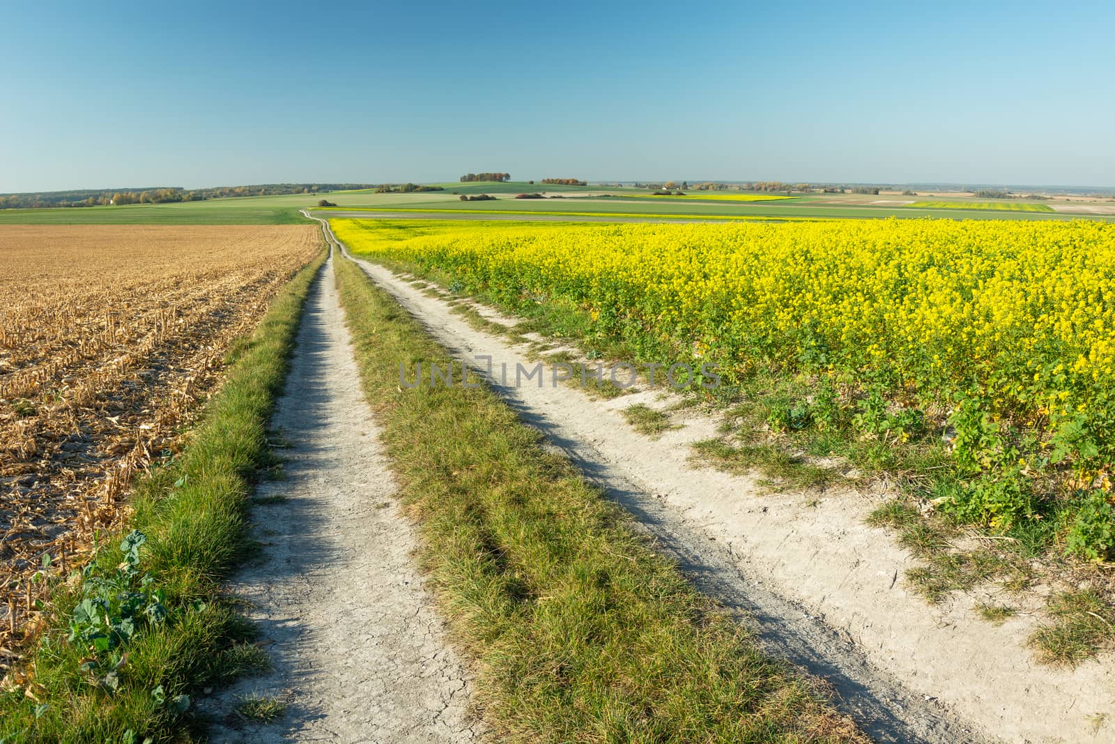 Long rural road by the yellow rape field, sunny day view