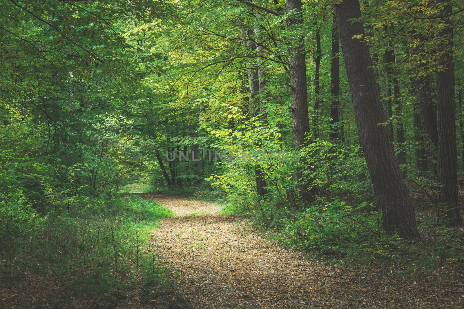 A path through a dark forest, a view on an October day