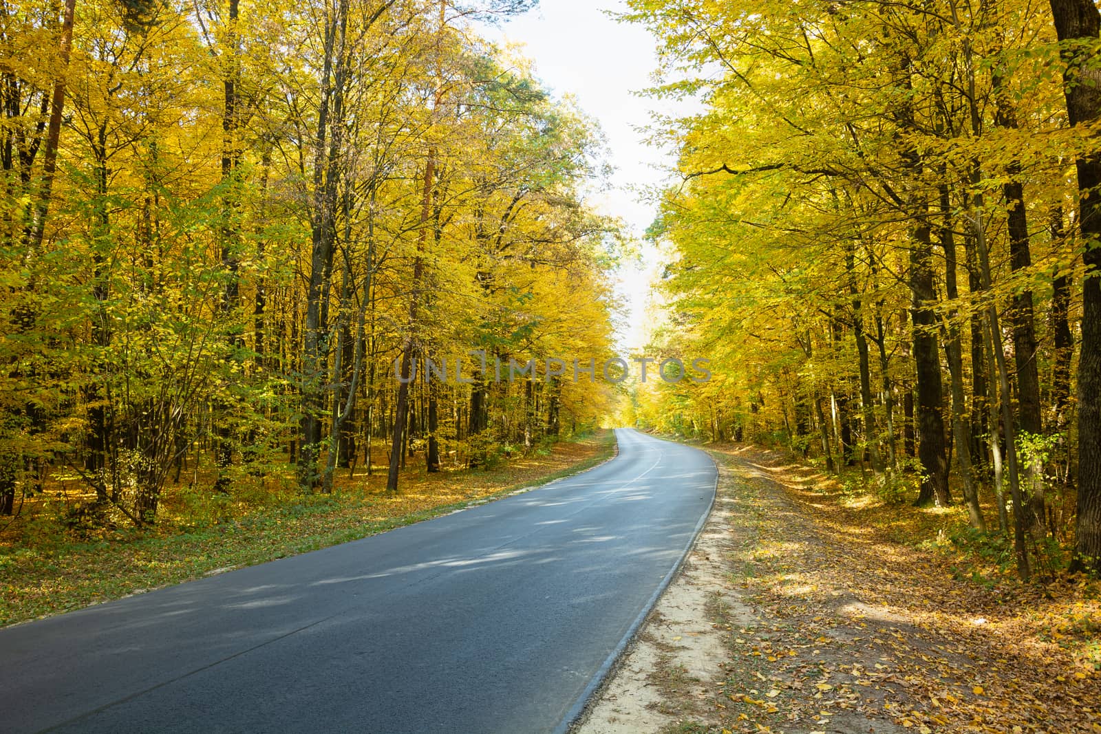 Asphalt road through the autumn yellow forest, October view