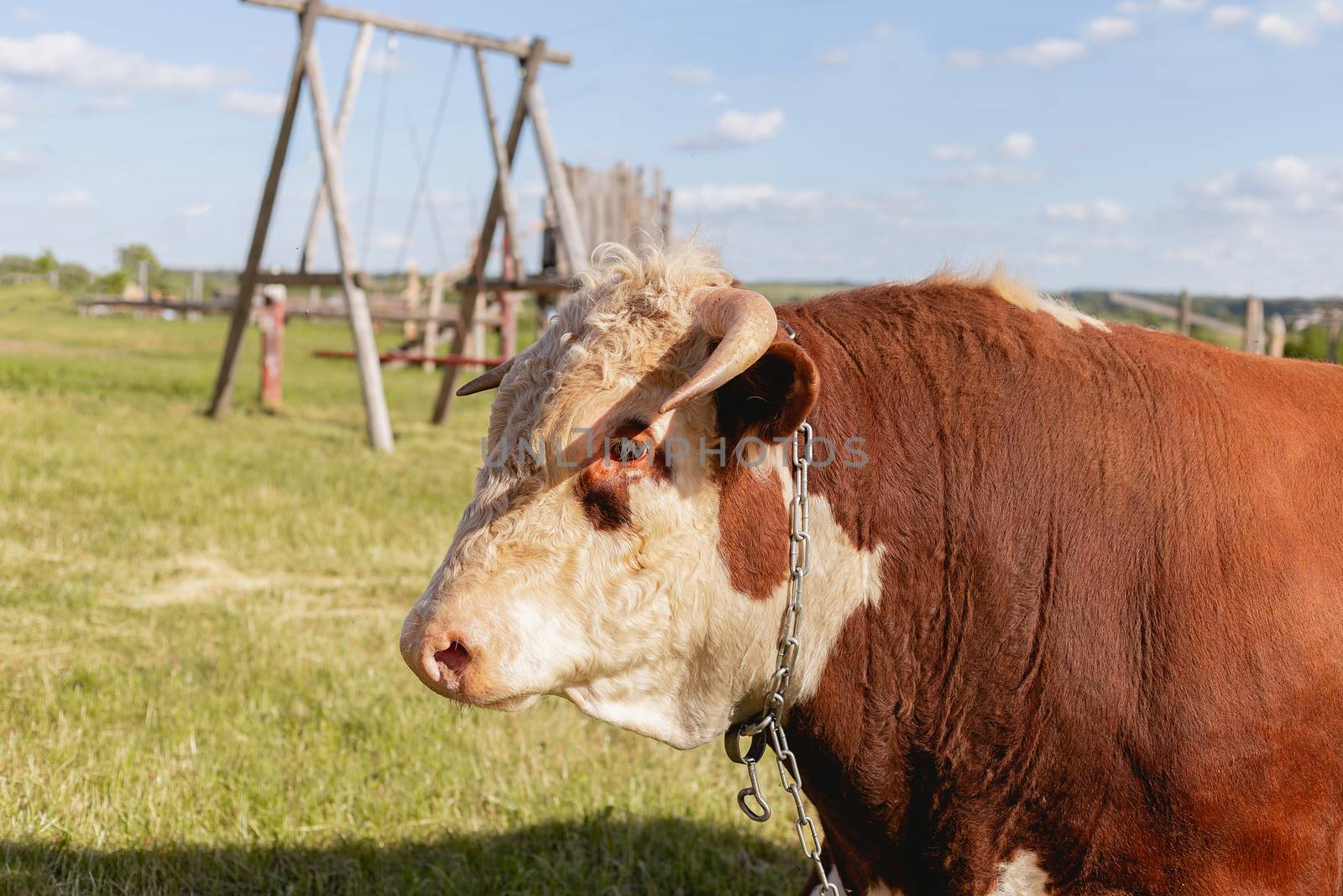 bull's head close-up on the background of a green summer meadow and forest, dairy product concept. zodiac sign Taurus, Eastern horoscope bull, symbol of 2021, calendar, new year, Christmas by Pirlik