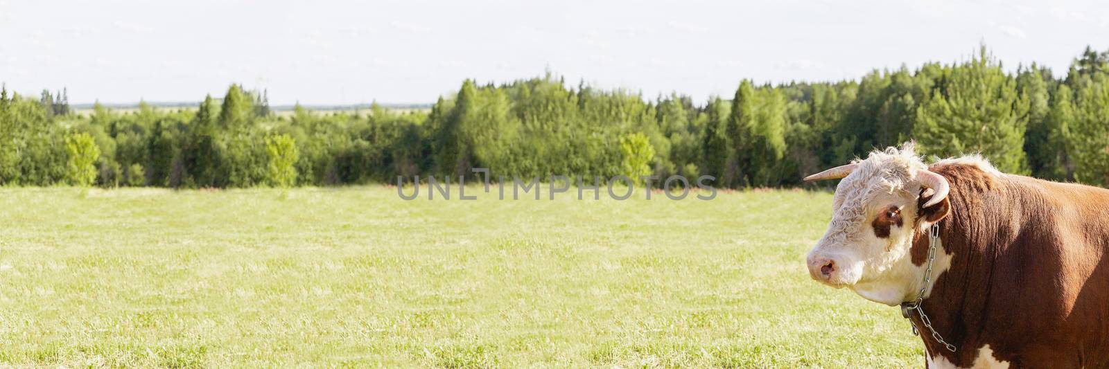 bull's head on the background of a green summer meadow and forest, banner, concept of dairy products. zodiac sign Taurus, Eastern horoscope bull, symbol of 2021, calendar, new year, Christmas.