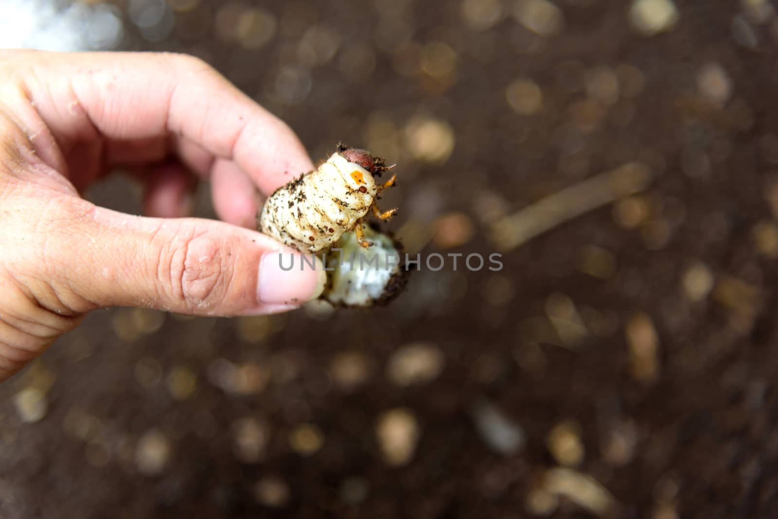 Closeup to Coconut beetle worm by rukawajung