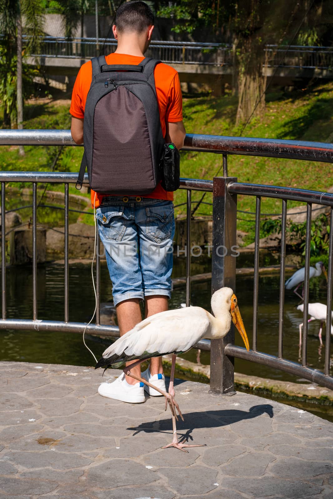 A milky stork heron walks under the feet of a tourist begging for food