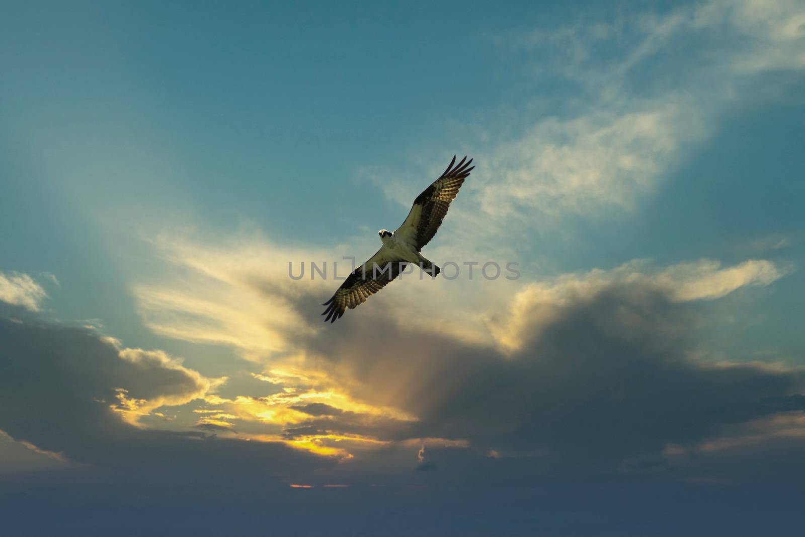 Osprey bird soaring high in evening sky looking for prey  by tab1962