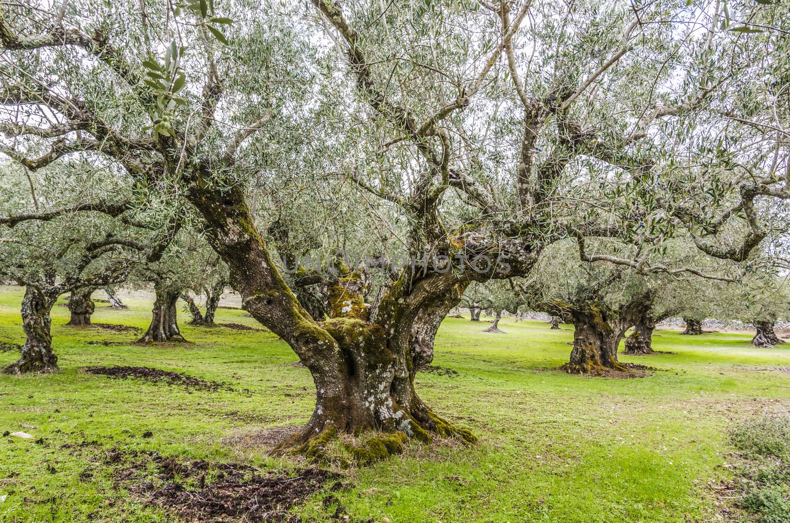 In the interior of the island of zakynthos olive plantations abound here you can see one of them