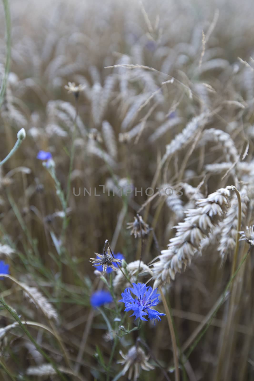 Blue fresh cornflowers in a agricultural corn field