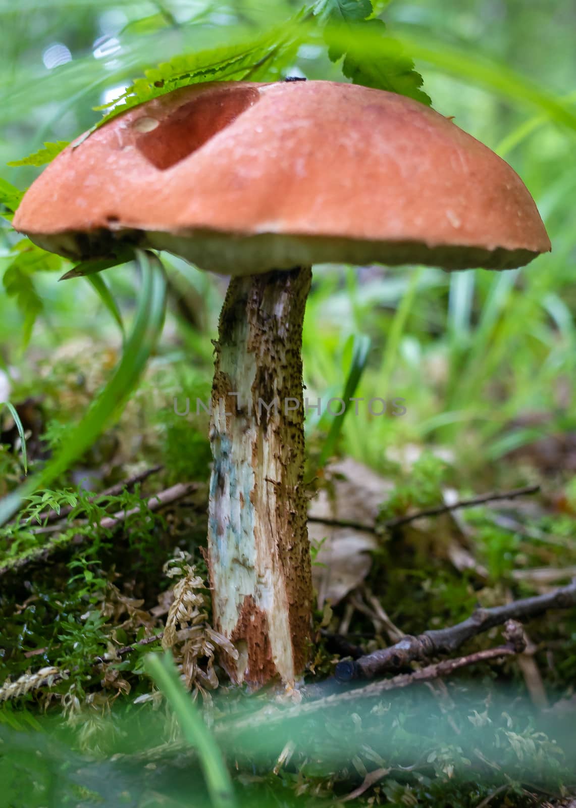 Orange cap of aspen mushroom in the autumn forest