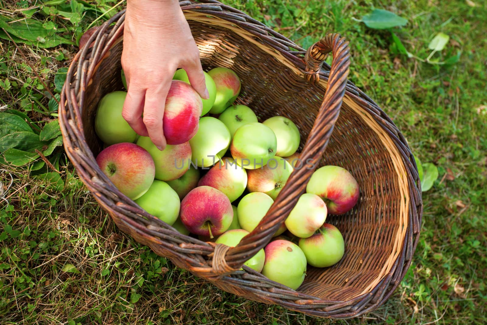 Hand putting the apple harvest in a wicker basket