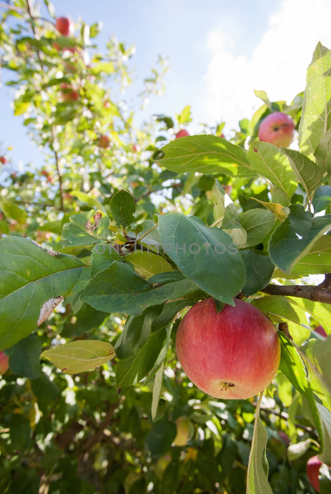 Ripe apples hanging on an aple tree