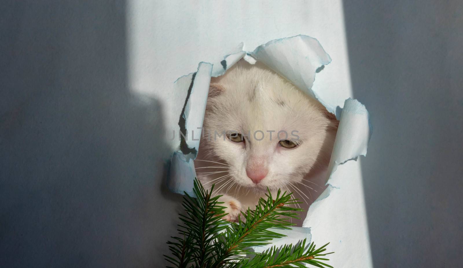 White beautiful cute cat looks out of a hole in the blue paper. The conceptual form for registration of a veterinary medicine, copy space.