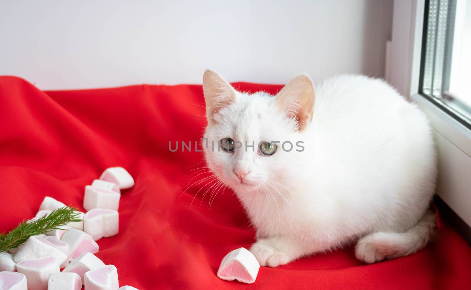 Little white cat on a red background with marshmallow hearts,looking at the camera