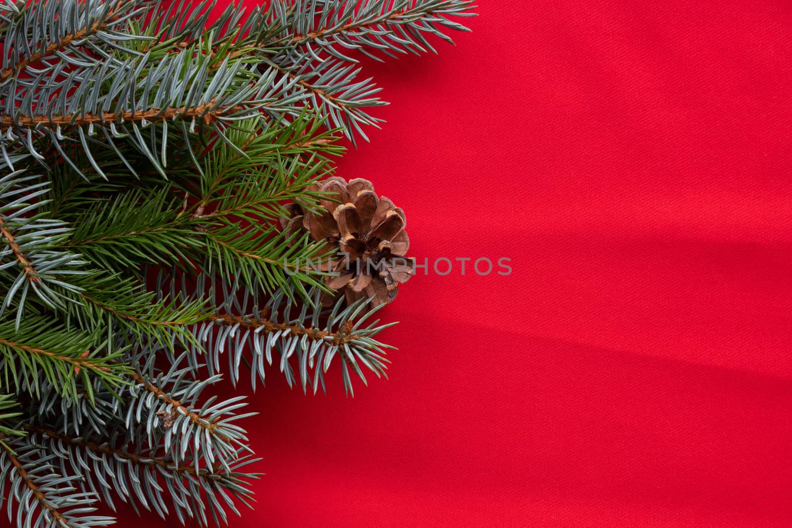 Blue and green spruce branches and pine cones lie on a red background. The concept of the New year and Christmas.