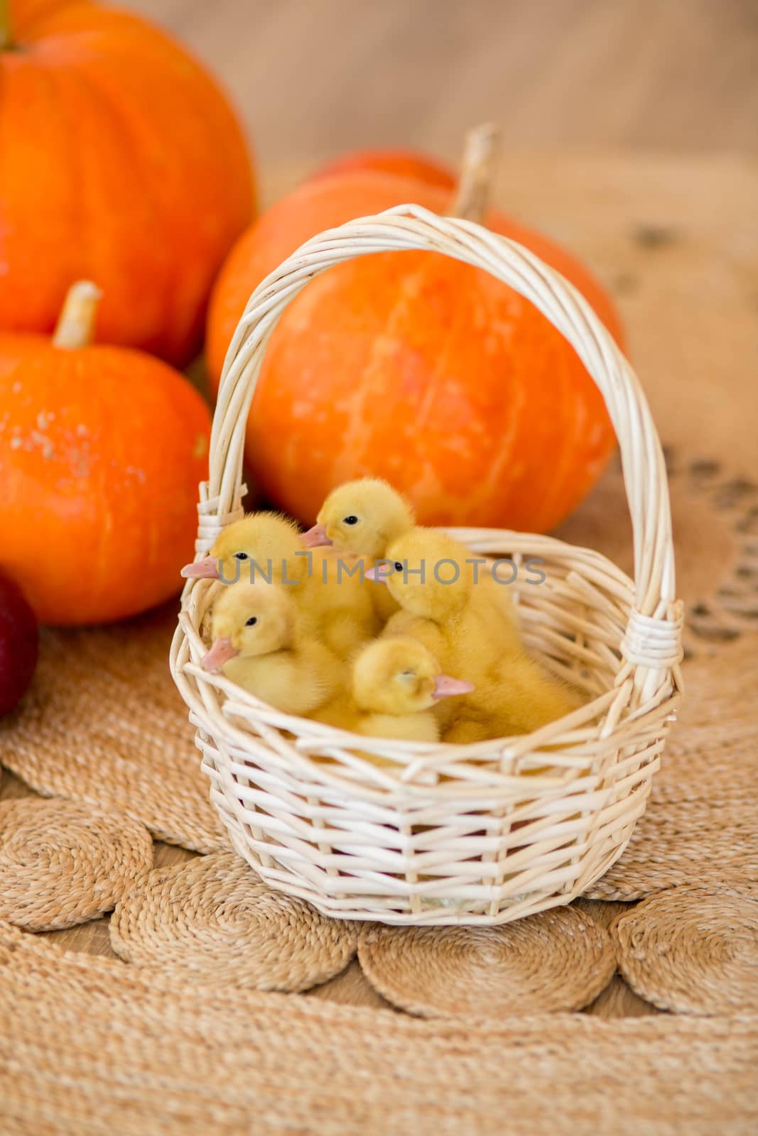 Small yellow ducklings are sitting in a basket in beautiful studio by galinasharapova