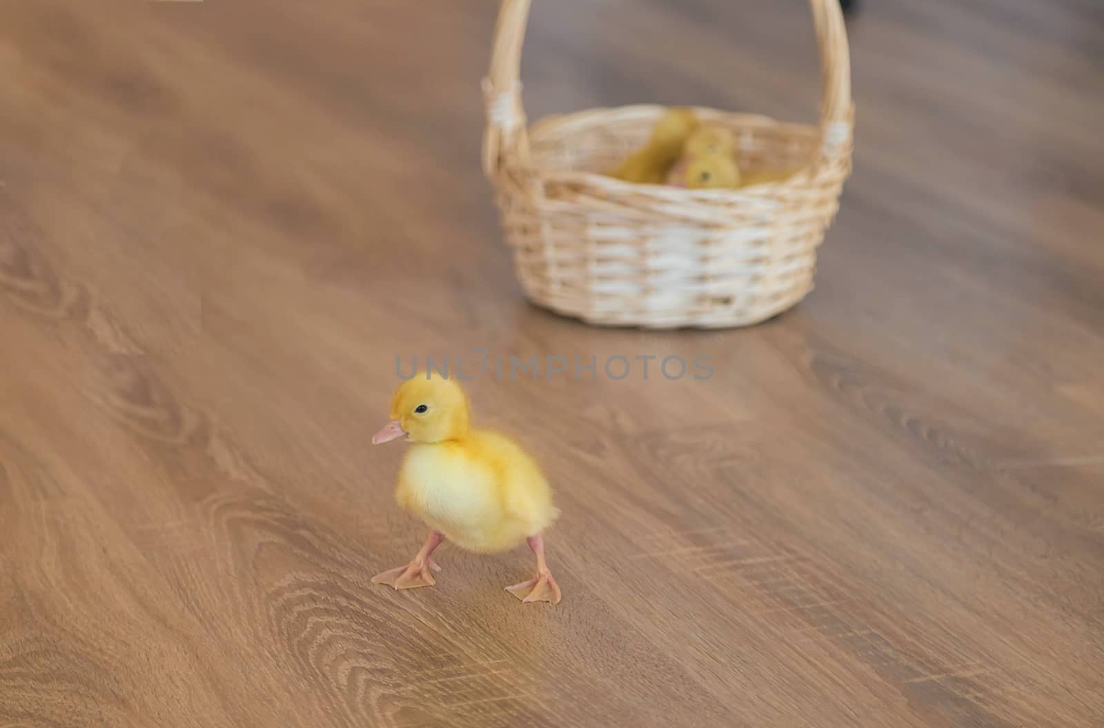 A little duckling ran away from the basket where his brothers and sisters are sitting