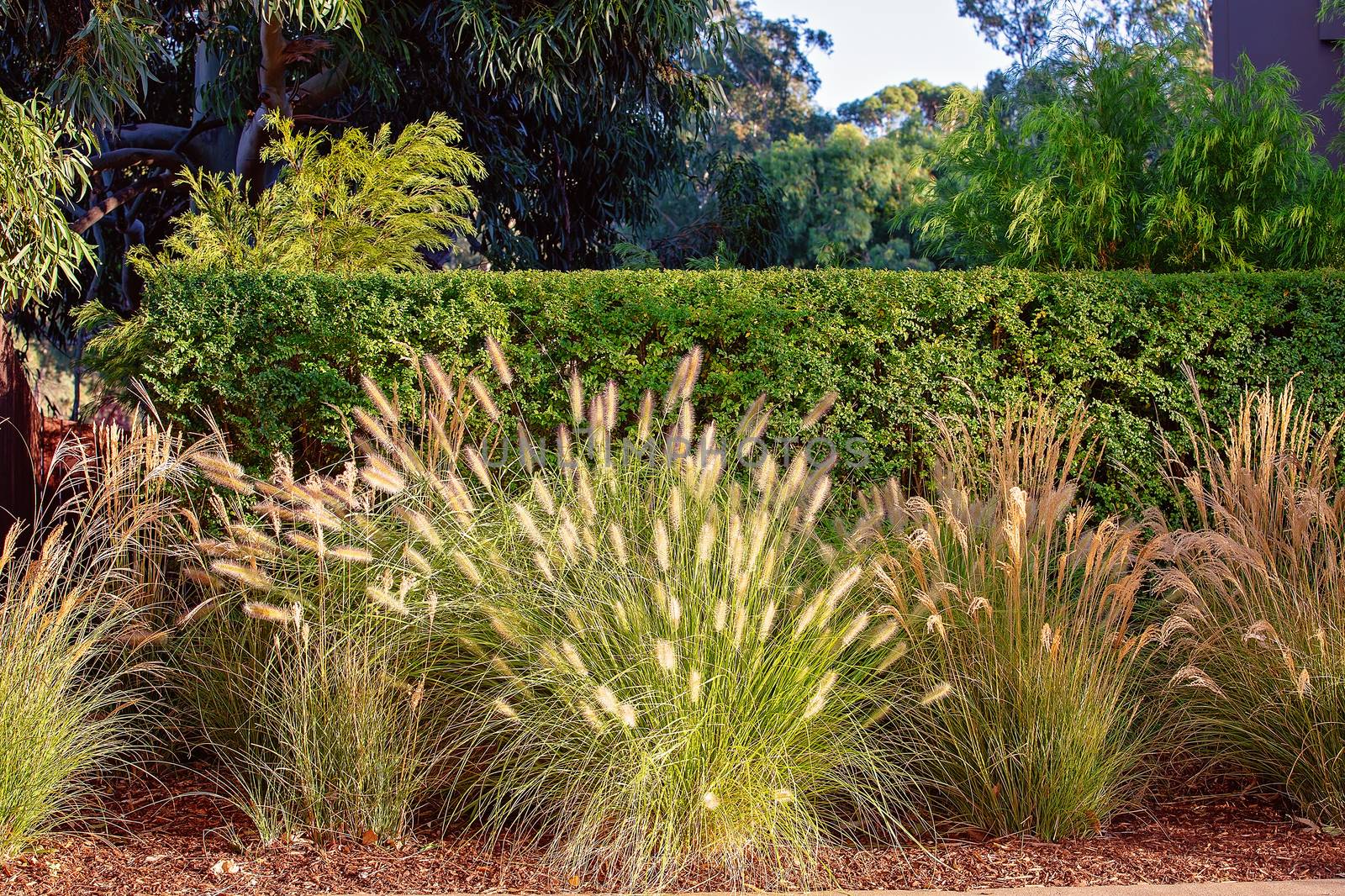 Grasses growing wild in front of a formal trimmed hedge to give a contrasting pattern to the garden
