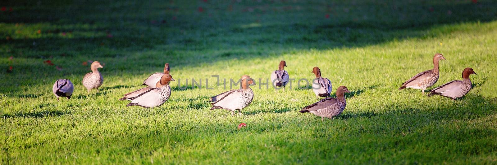 Birds wandering around a green lawn amongst the light and shadows of early morning