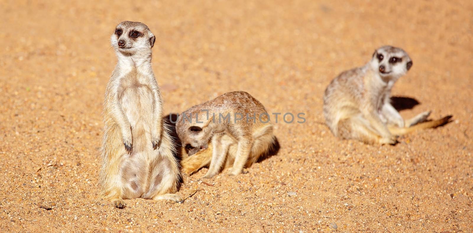 Inquisitive meerkats against a brown dirt background