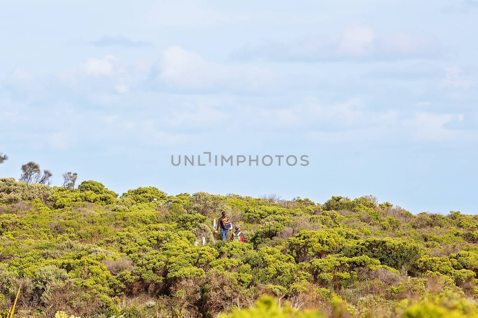 A couple of people bush walking in coastal shrubs on their way to see the amazing rock formations along The Great Ocean Road Australia