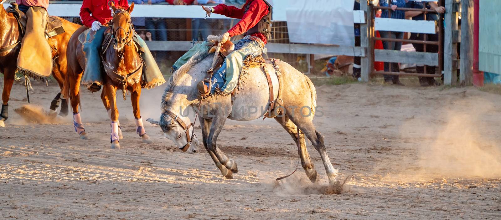 Cowboy Rides Bucking Horse by 	JacksonStock