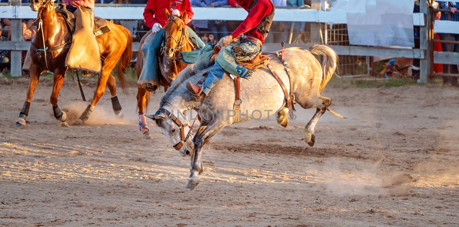 Cowboy rides a bucking bronc horse in a sanctioned competition event at an Australian country rodeo