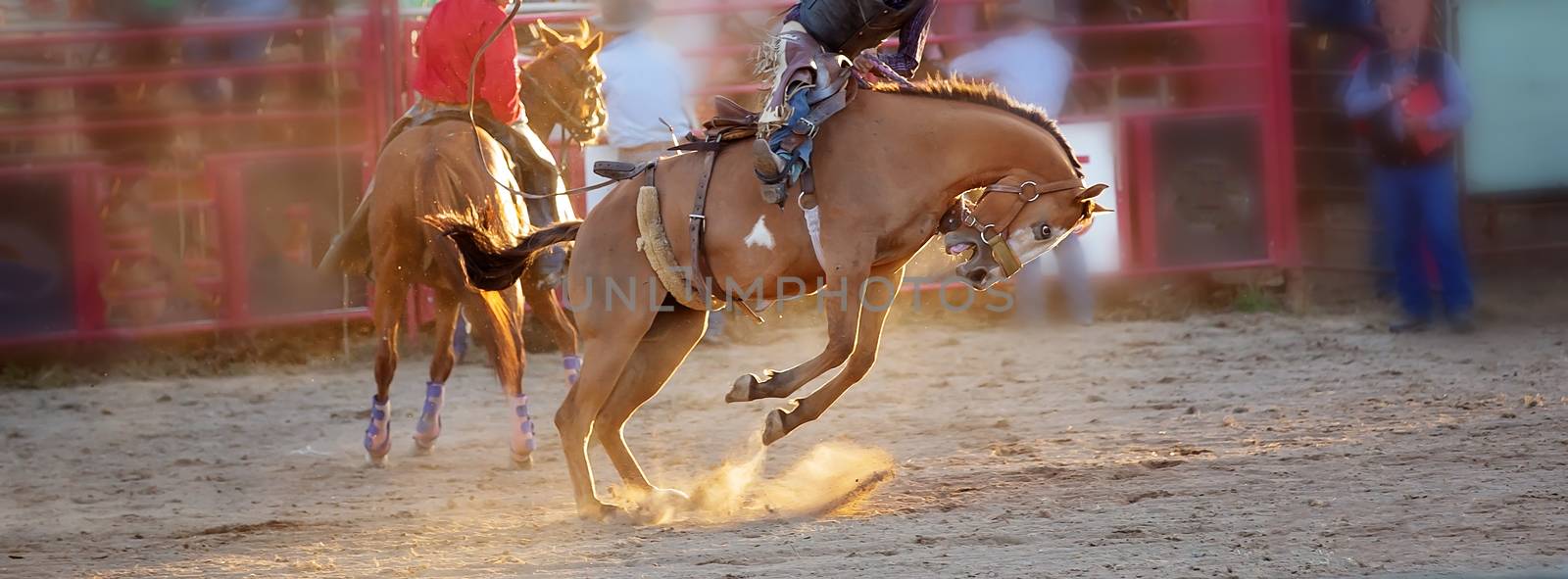 Cowboy Rides A Bucking Horse In Rodeo Event by 	JacksonStock
