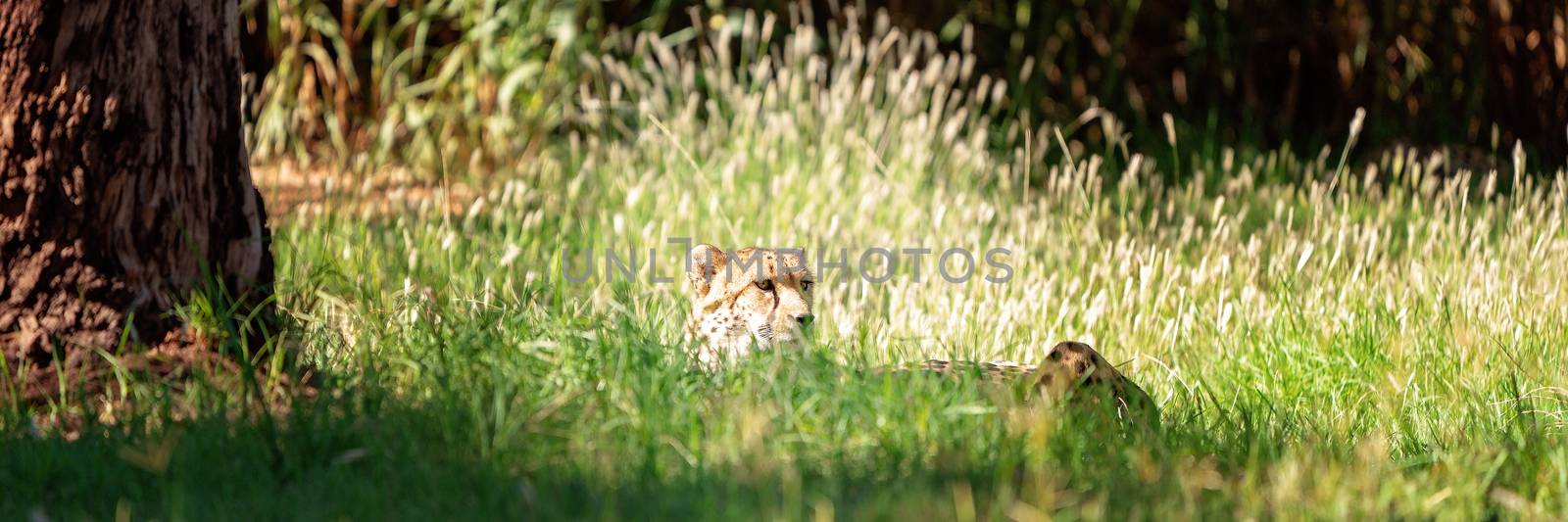 A sneaky cheetah hiding in tall grass in a patch of sunlight, waiting for its prey