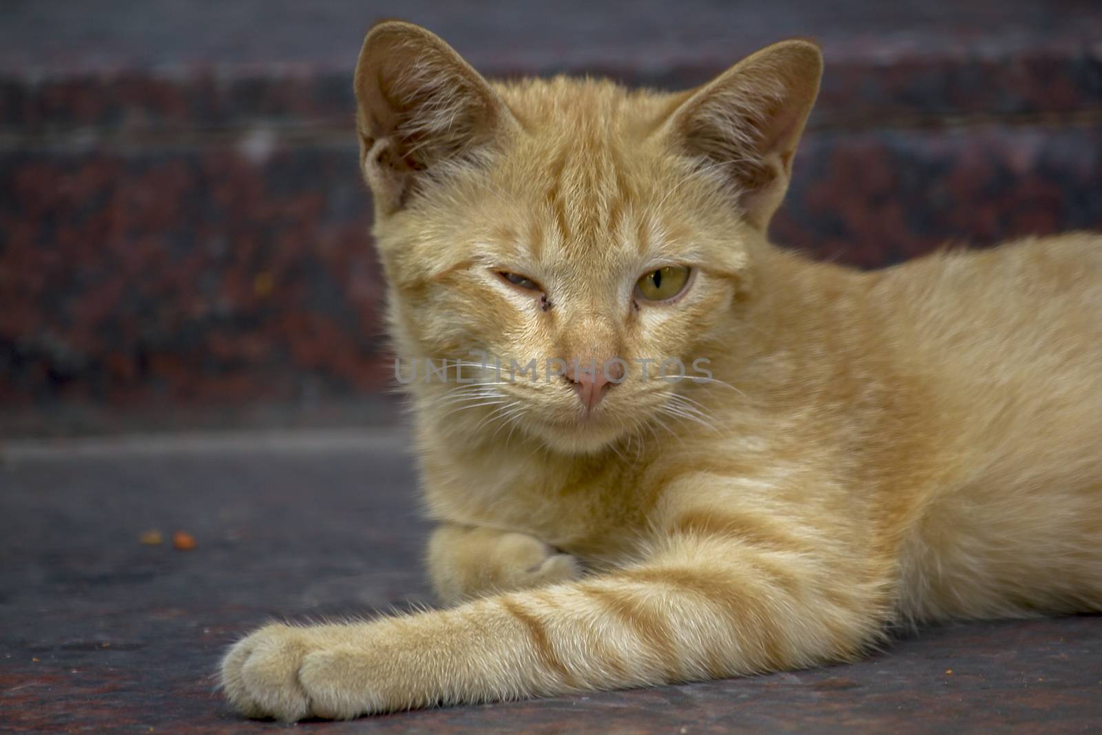 A brown cat lying on the floor looking by Puripatt