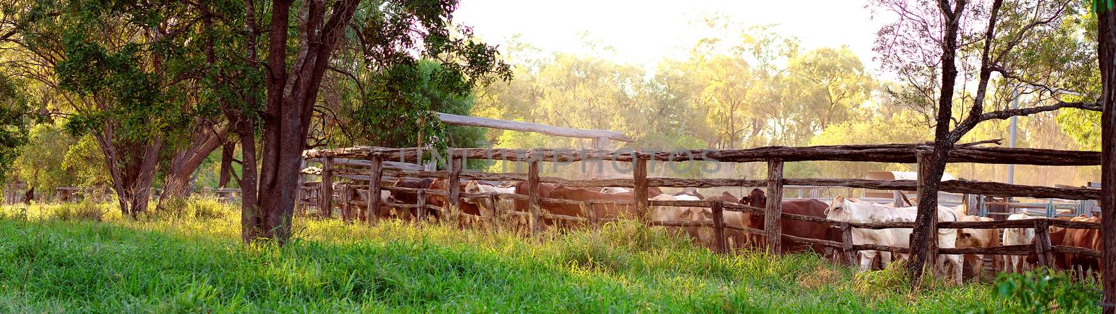 Cattle being round up into yards in late afternoon light, ready for droving to another property in the morning