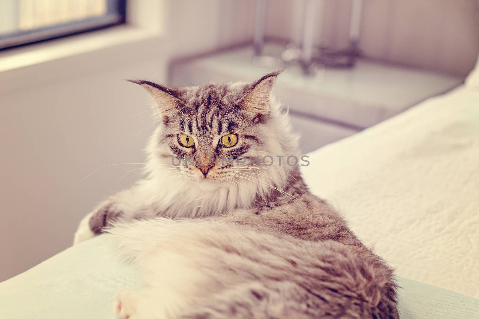 Beautiful Main Coon fully grown female cat relaxing on a bed with direct eye contact