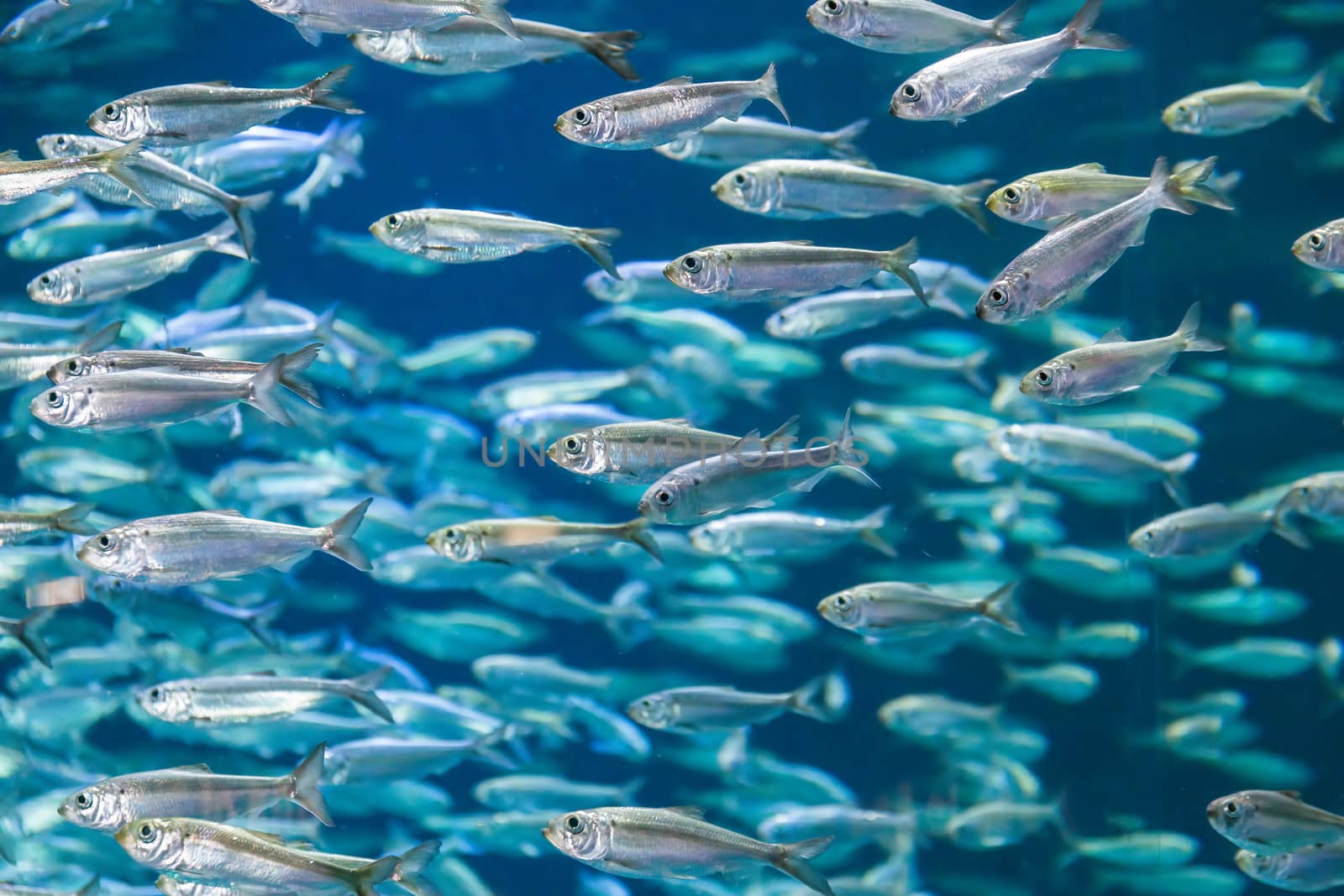 Shoal of alewives, alosa pseudoharengus, in an aquarium tank