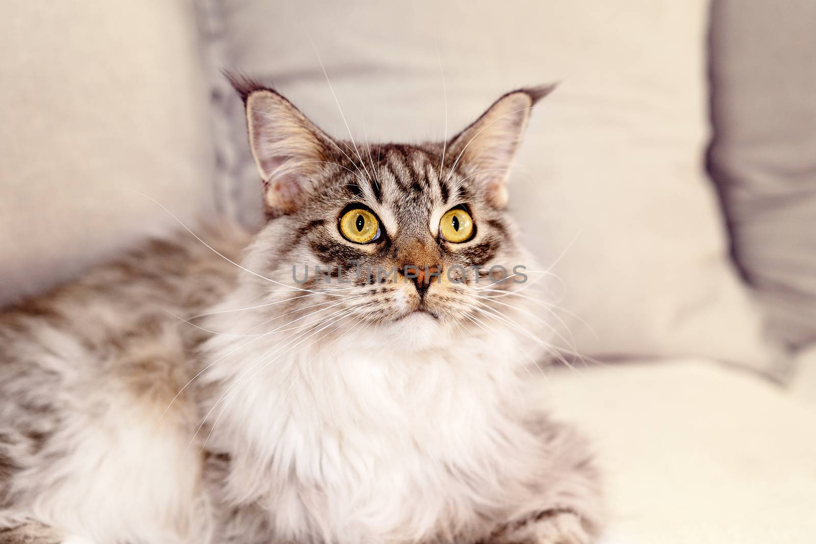 Close up of beautiful Main Coon fully grown female cat, looking upwards, light background