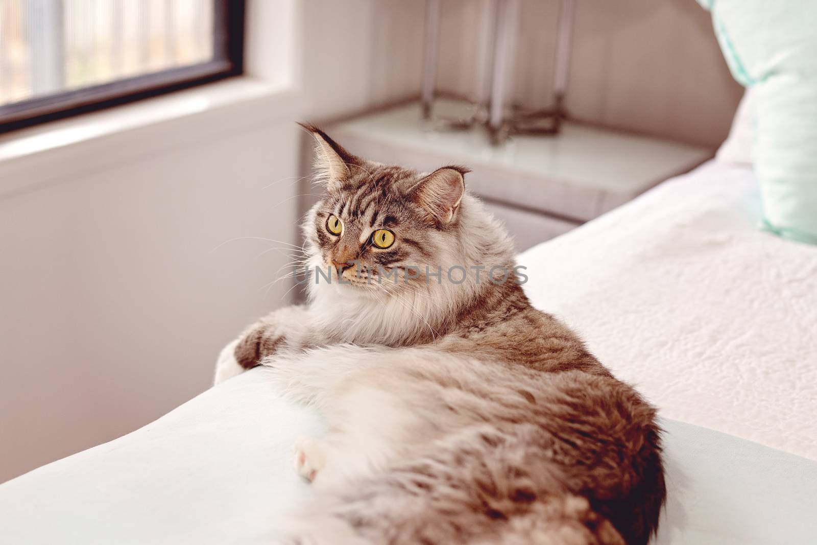 Large fully grown brown and white Main Coon cat lying on a bed in a home bedroom