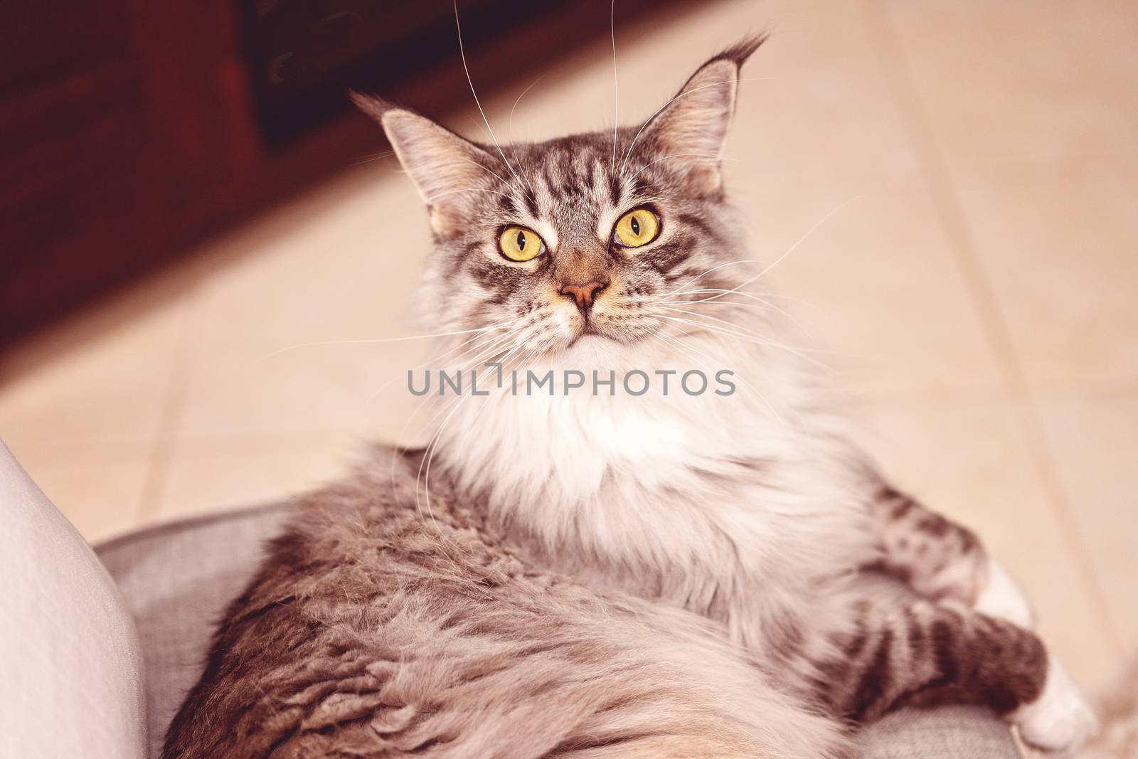 Female brown and white Main Coon cat sitting on a lounge chair