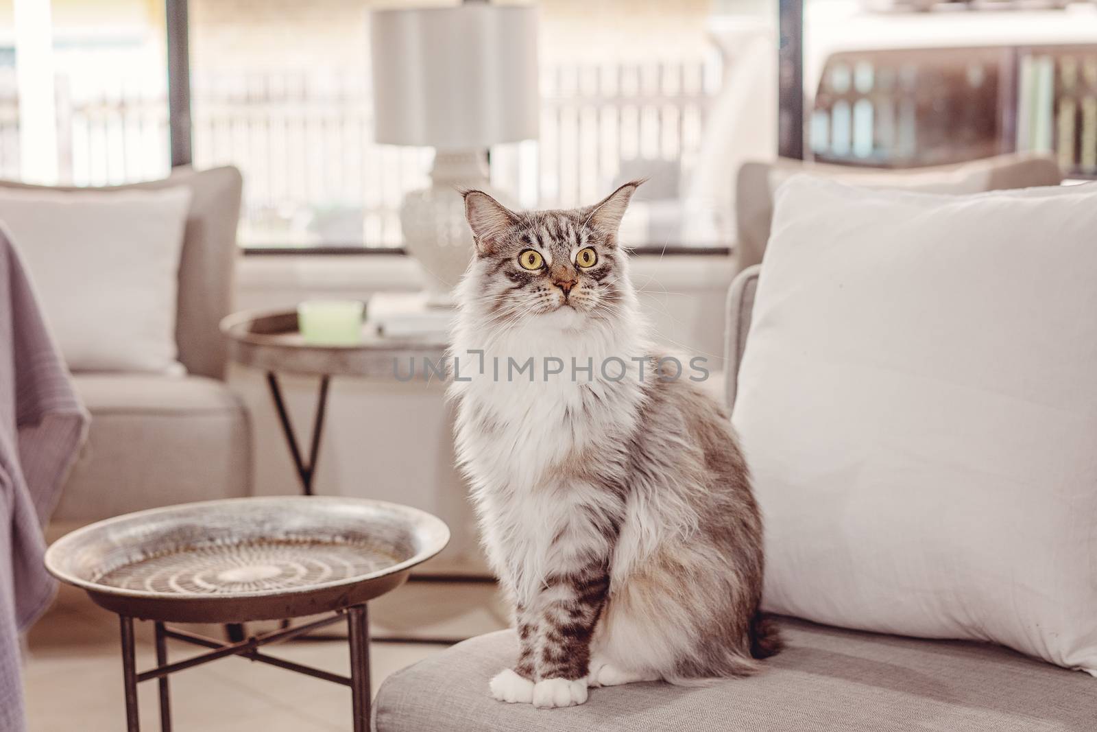 Majestic female brown and white Main Coon cat sitting erect on a lounge chair in its home