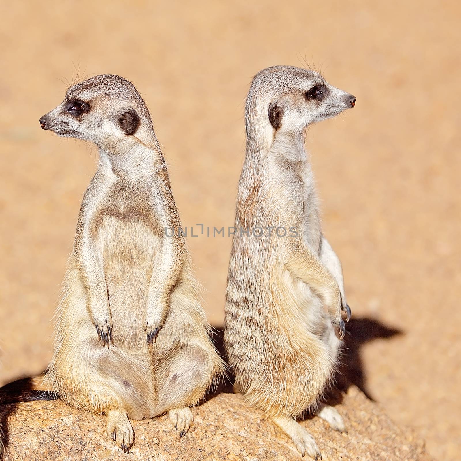 A pair of meerkats standing looking around. These animals belong to the mongoose family. Here they are staring inquisitively.