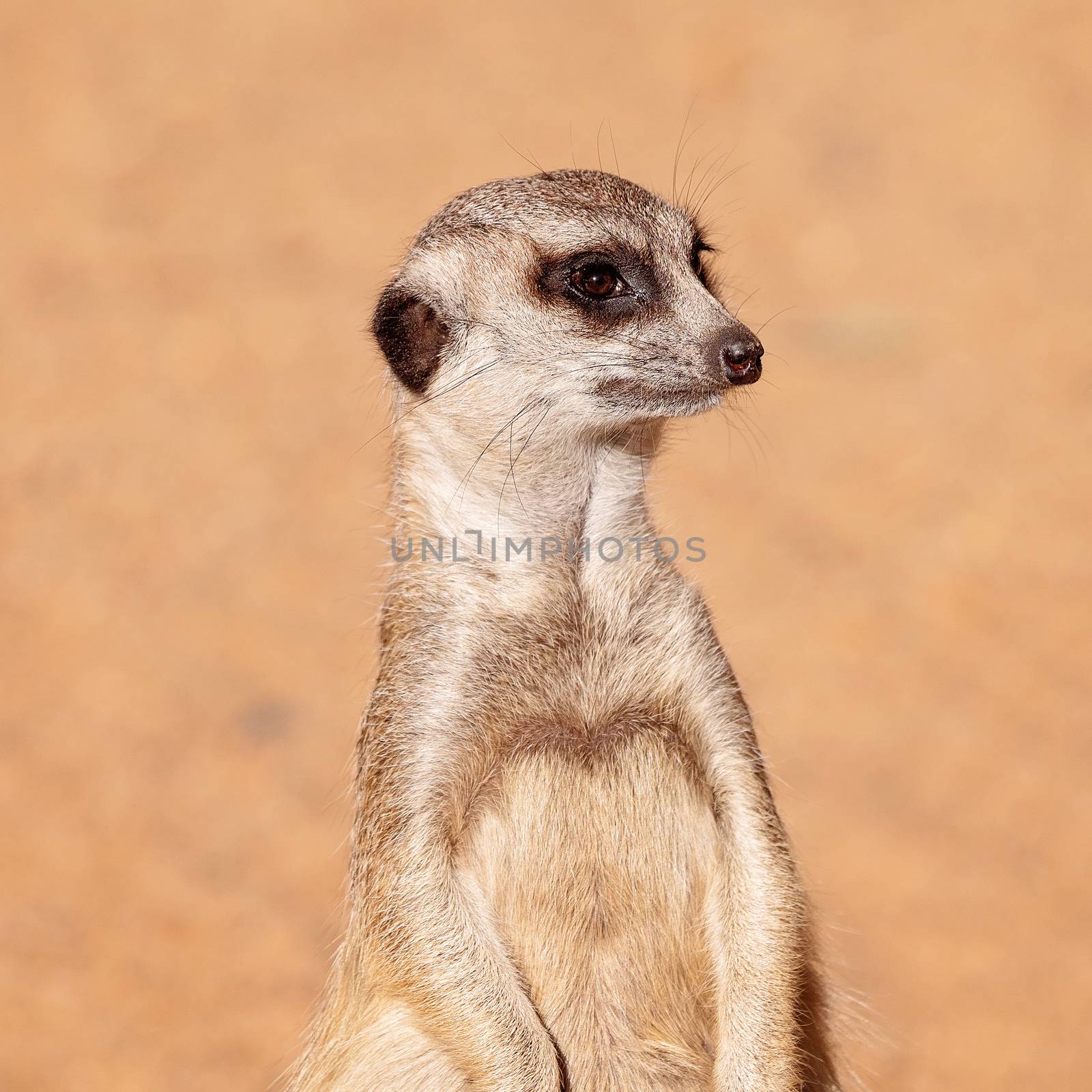 A meerkat standing against a brown dirt background, looking around. These inquisitive animals belong to the mongoose family.