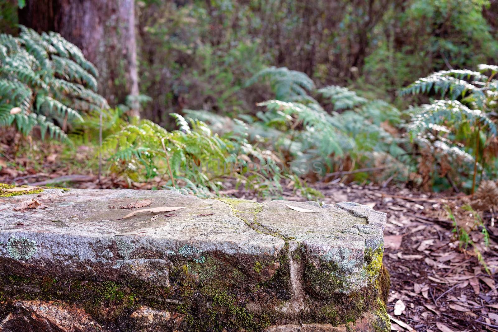 Ferns behind a moss covered textured low rock wall in the bush