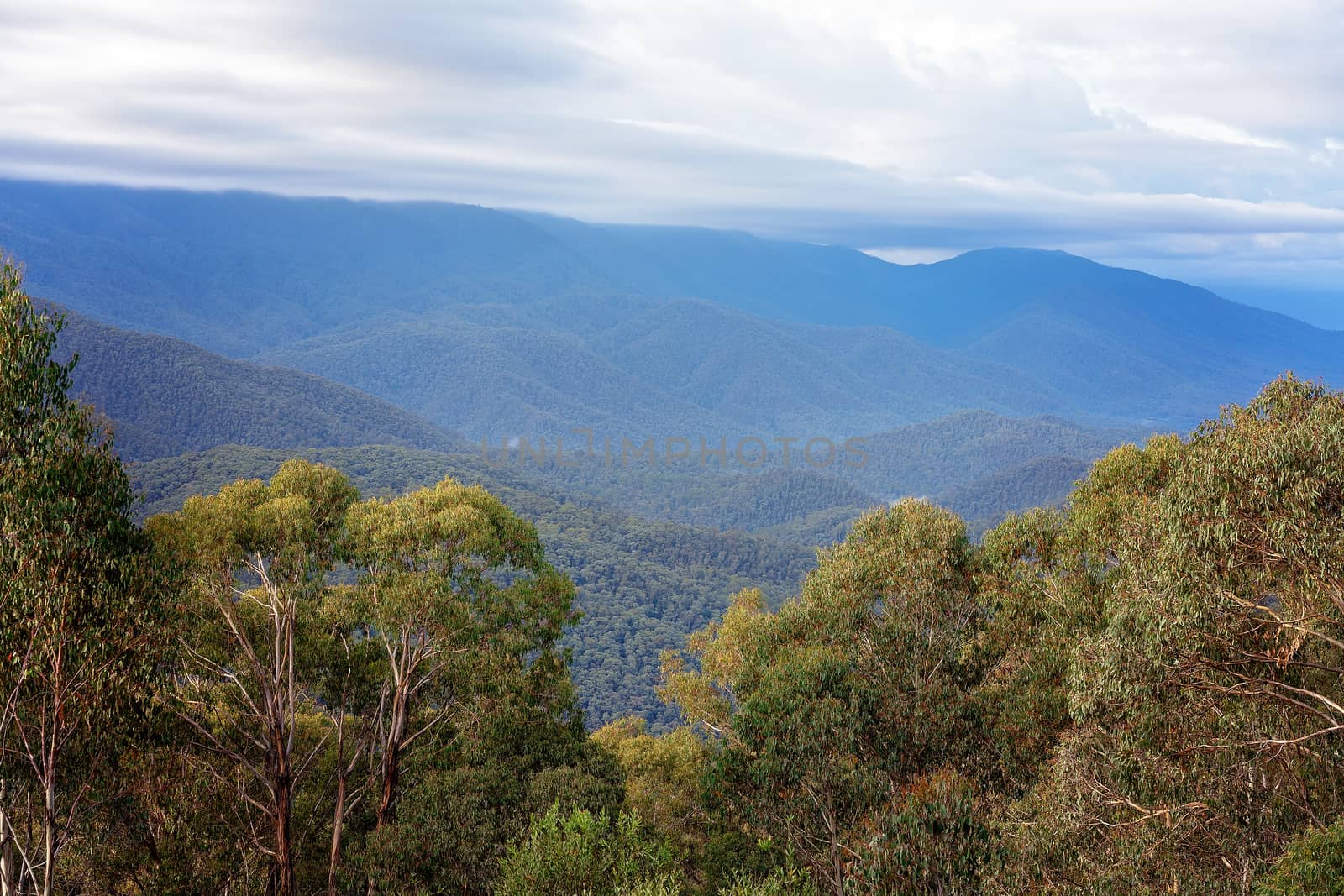 A Line Of Trees In The Foreground Of A Mountain Range by 	JacksonStock