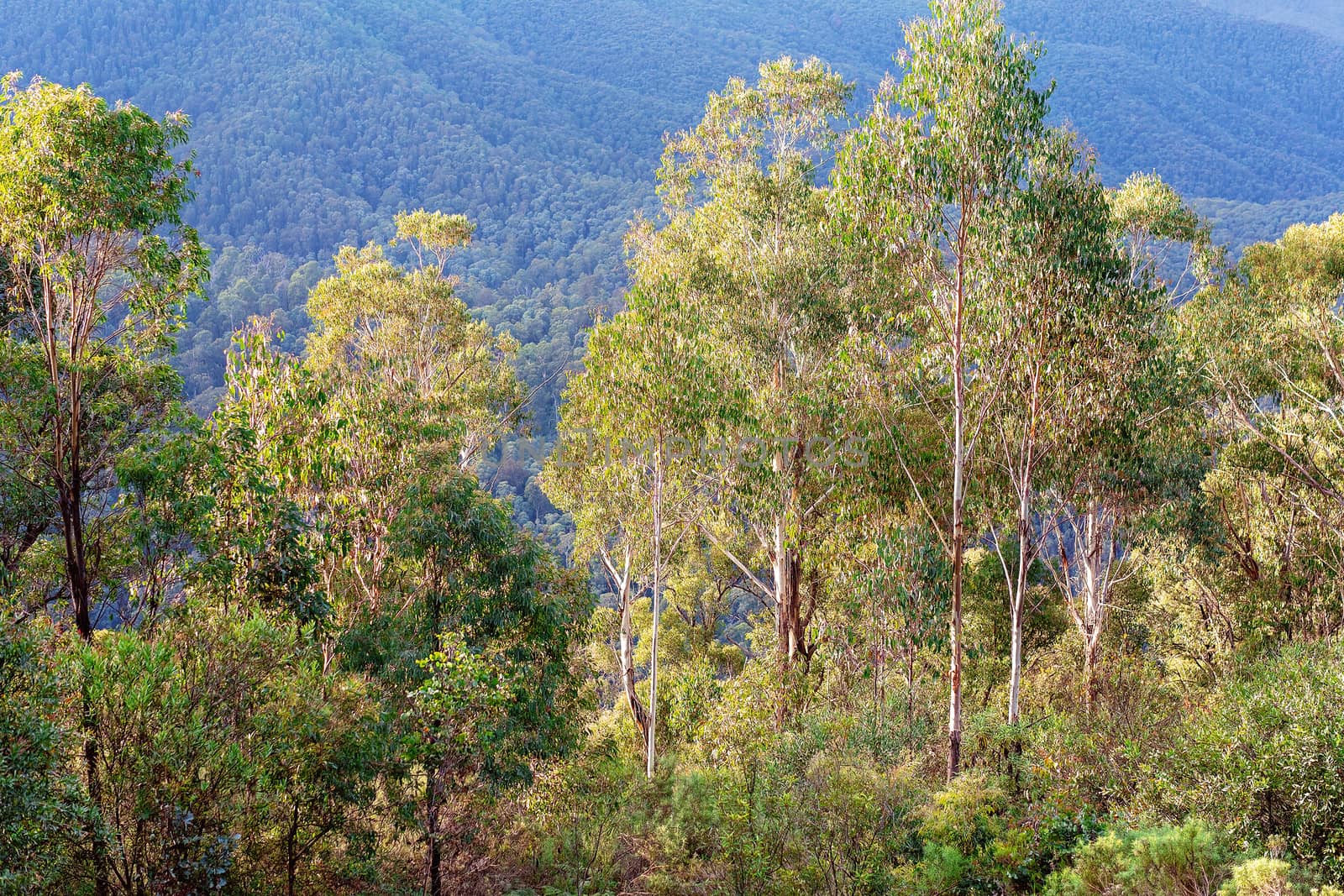 Trees In Front Of Blue Mountain Range by 	JacksonStock