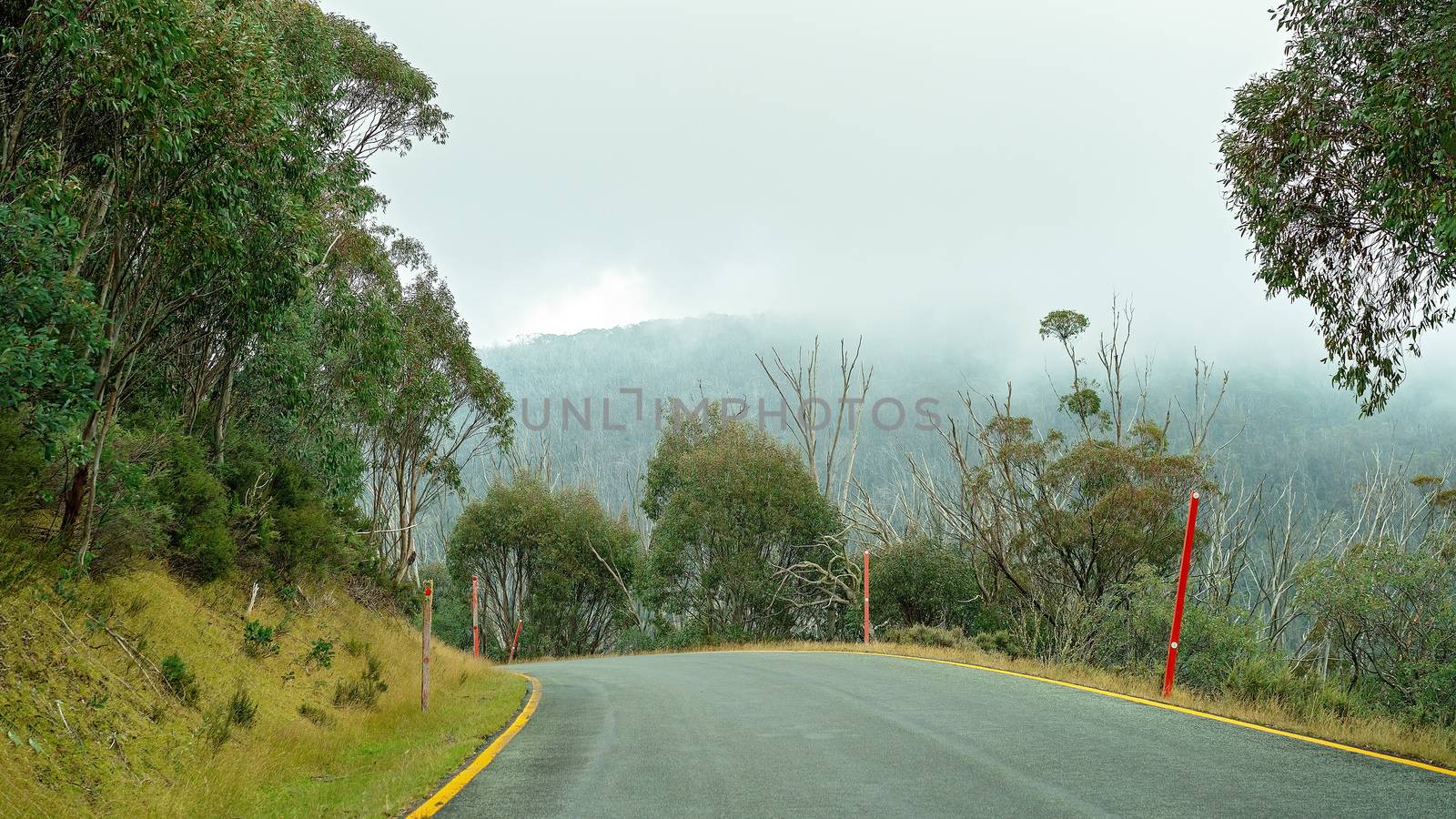 Trees Dying In Australian National Park by 	JacksonStock