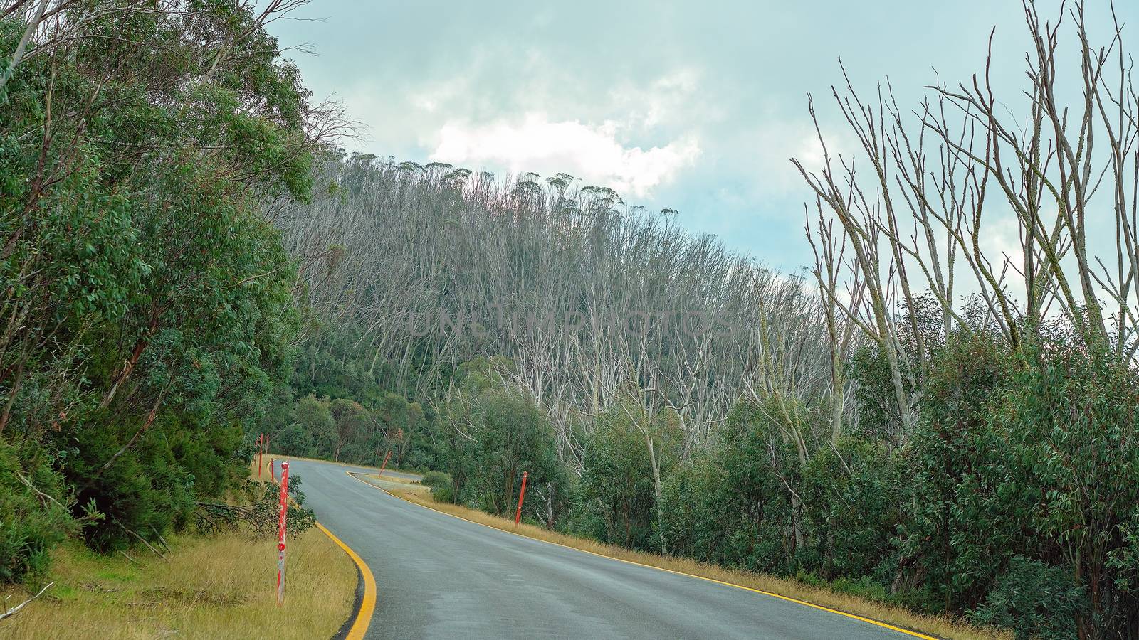 Road Trip - Die back of trees in the Kosciuszko National Park Australia